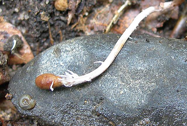 Una  misteriosa  Cordyceps